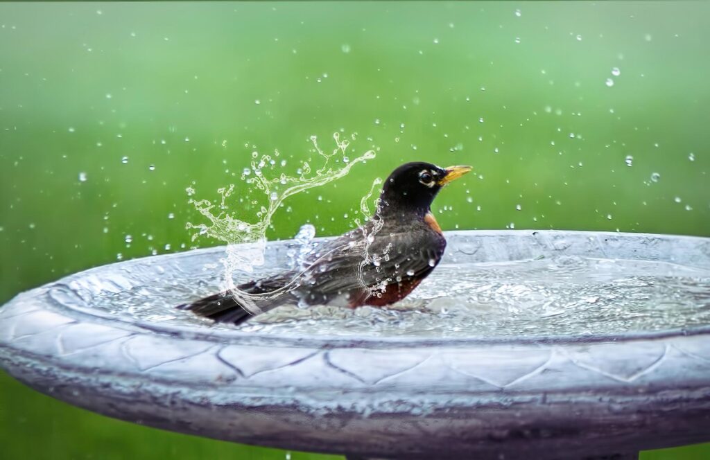 Bird Baths